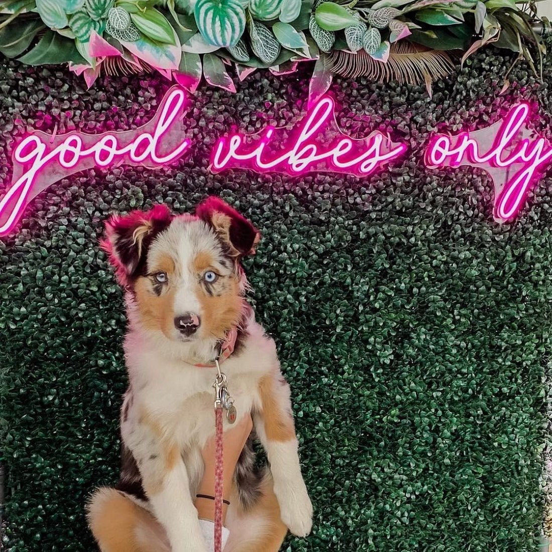 Good Vibe Only Led Sign Business Neon Signs - Shineneon