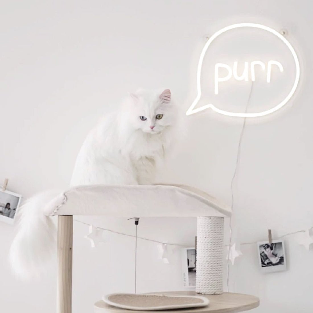 Purr Cat Neon Signs Neon Lights Led Neon Signs - Shineneon