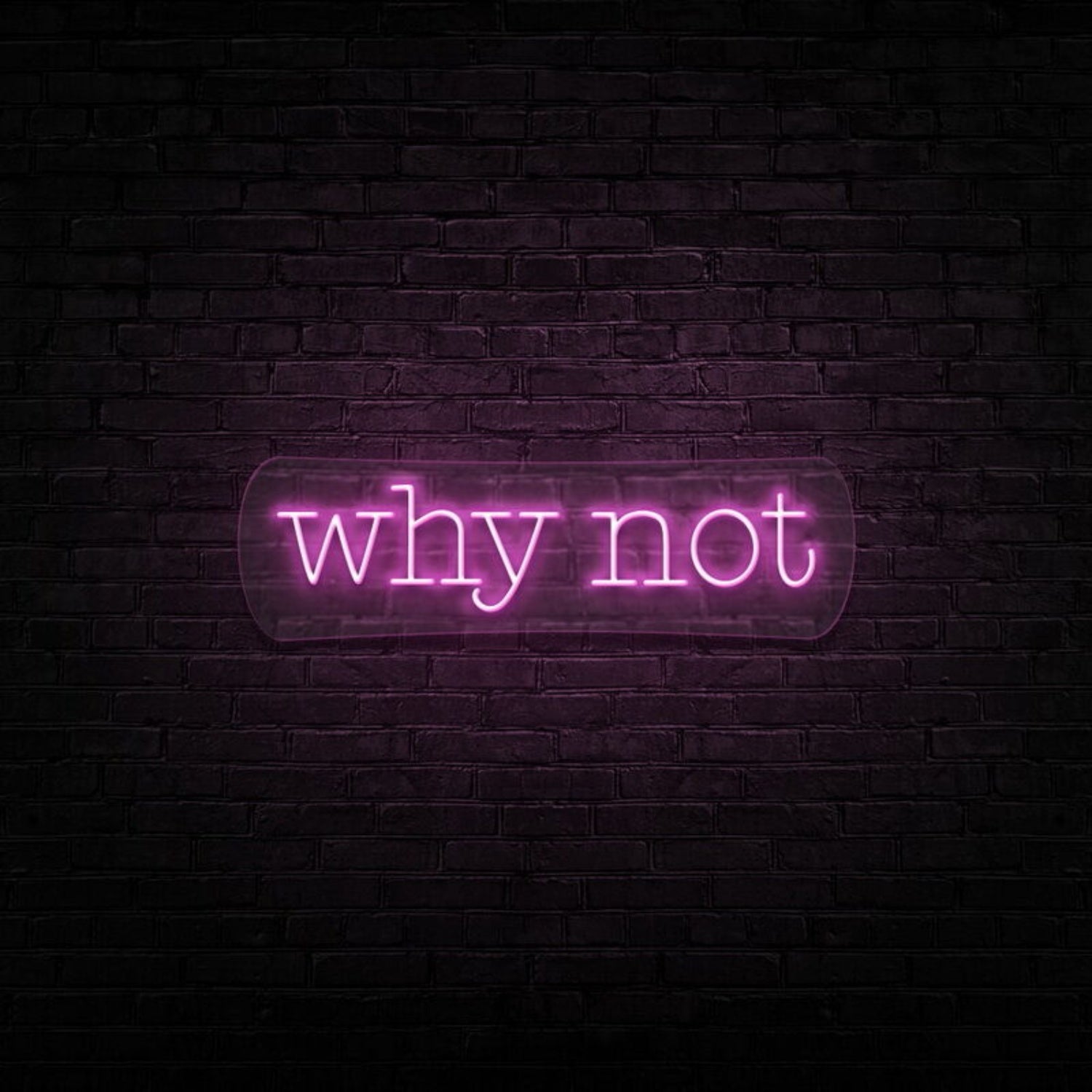 Why Not Led Neon Sign - Shineneon