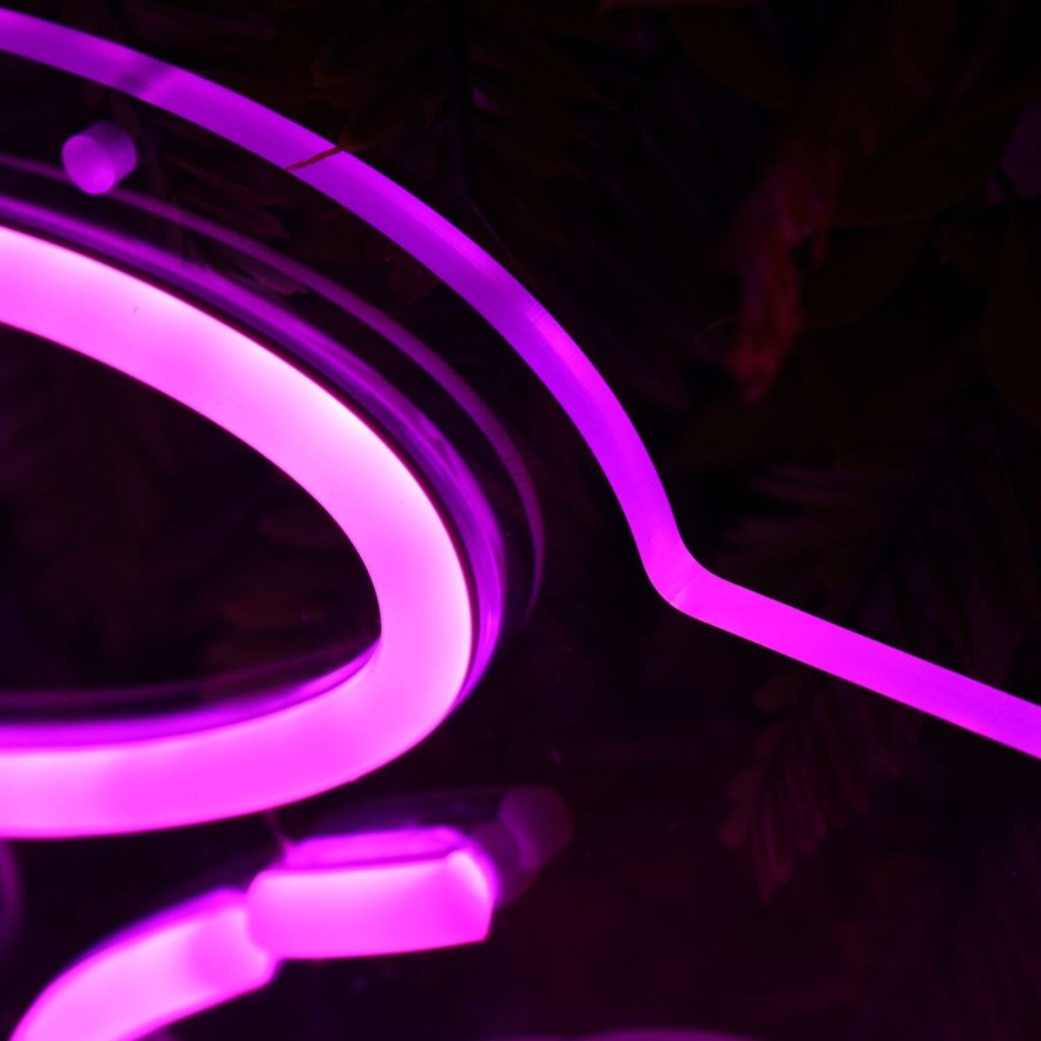 Big Kat Disco Purple Led Neon Sign - Shineneon