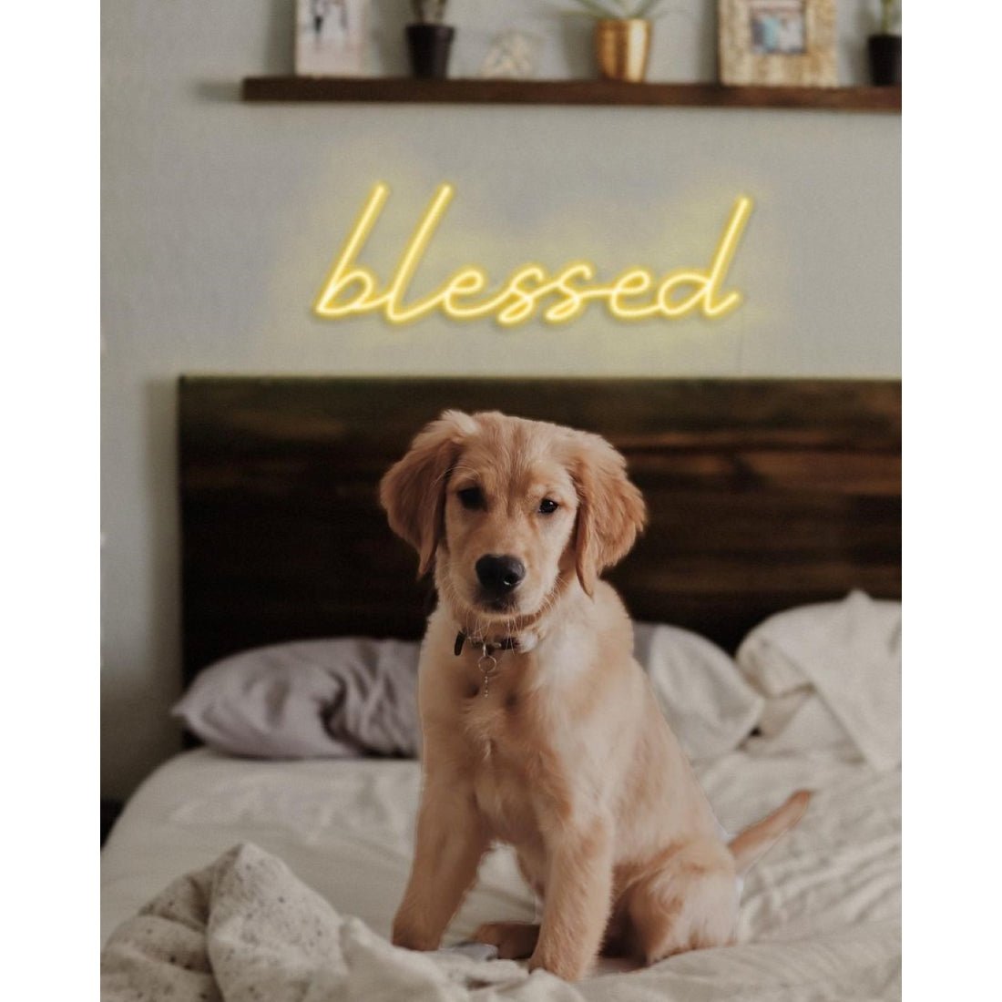 Blessed Led Sign Business Neon Signs - Shineneon