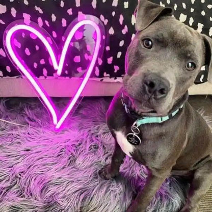 Bright Pink Heart LED Neon Sign for Romantic Home Decor Pet Photography | Shineneon