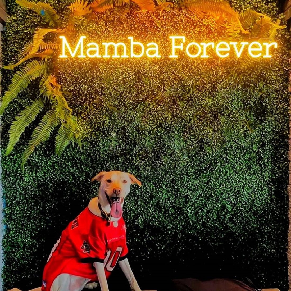 Mamba Forever Led Sign Business Neon Sign - Shineneon