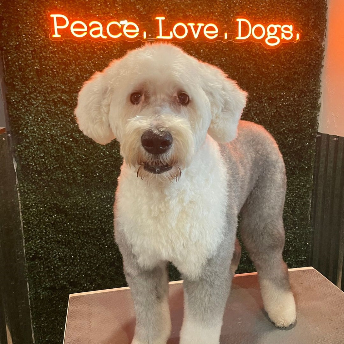 Peace Love Dogs Led Sign Business Neon Sign