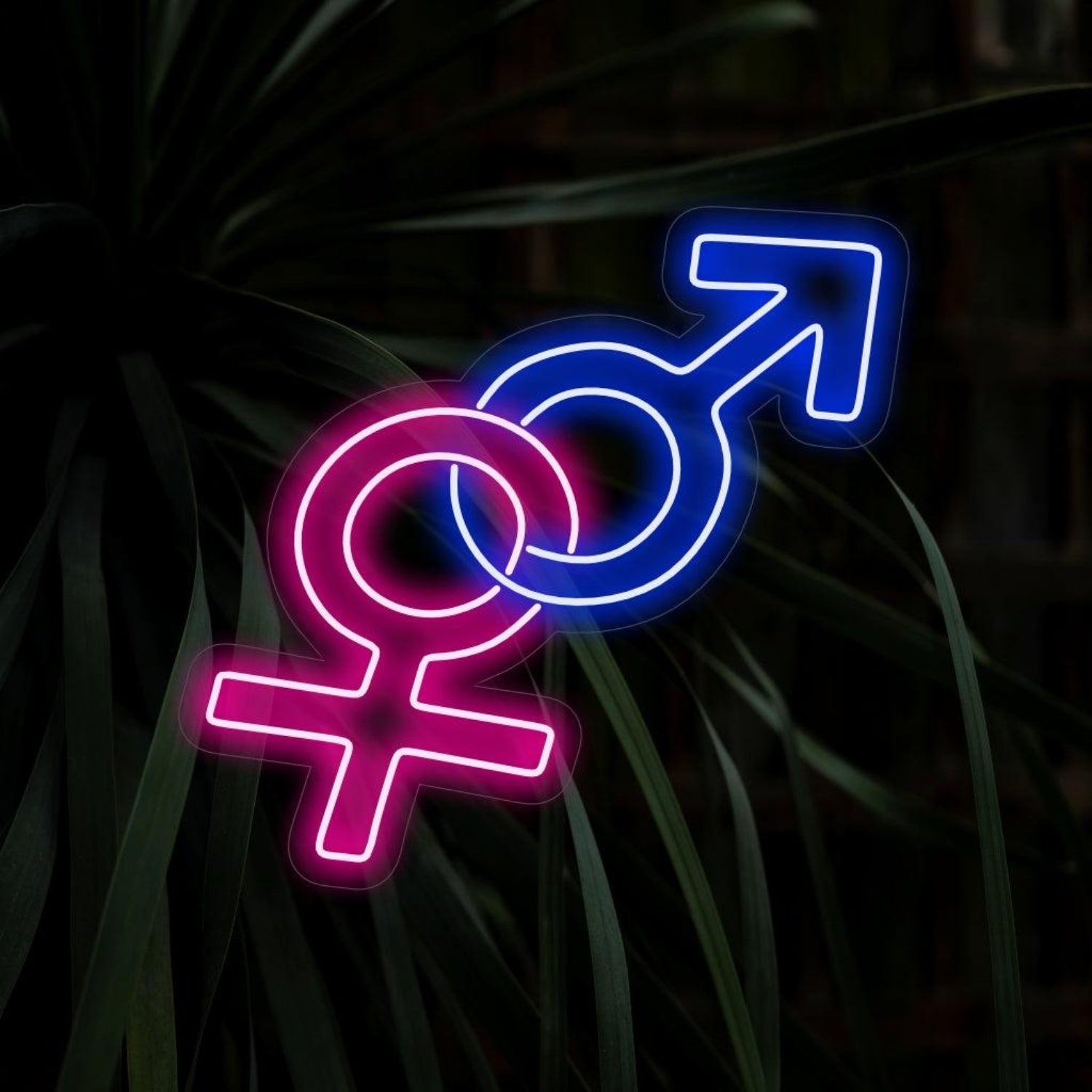 Pink And Blue Gender Symbols Led Neon Sign For Bar Club Studio Decor | Shineneon