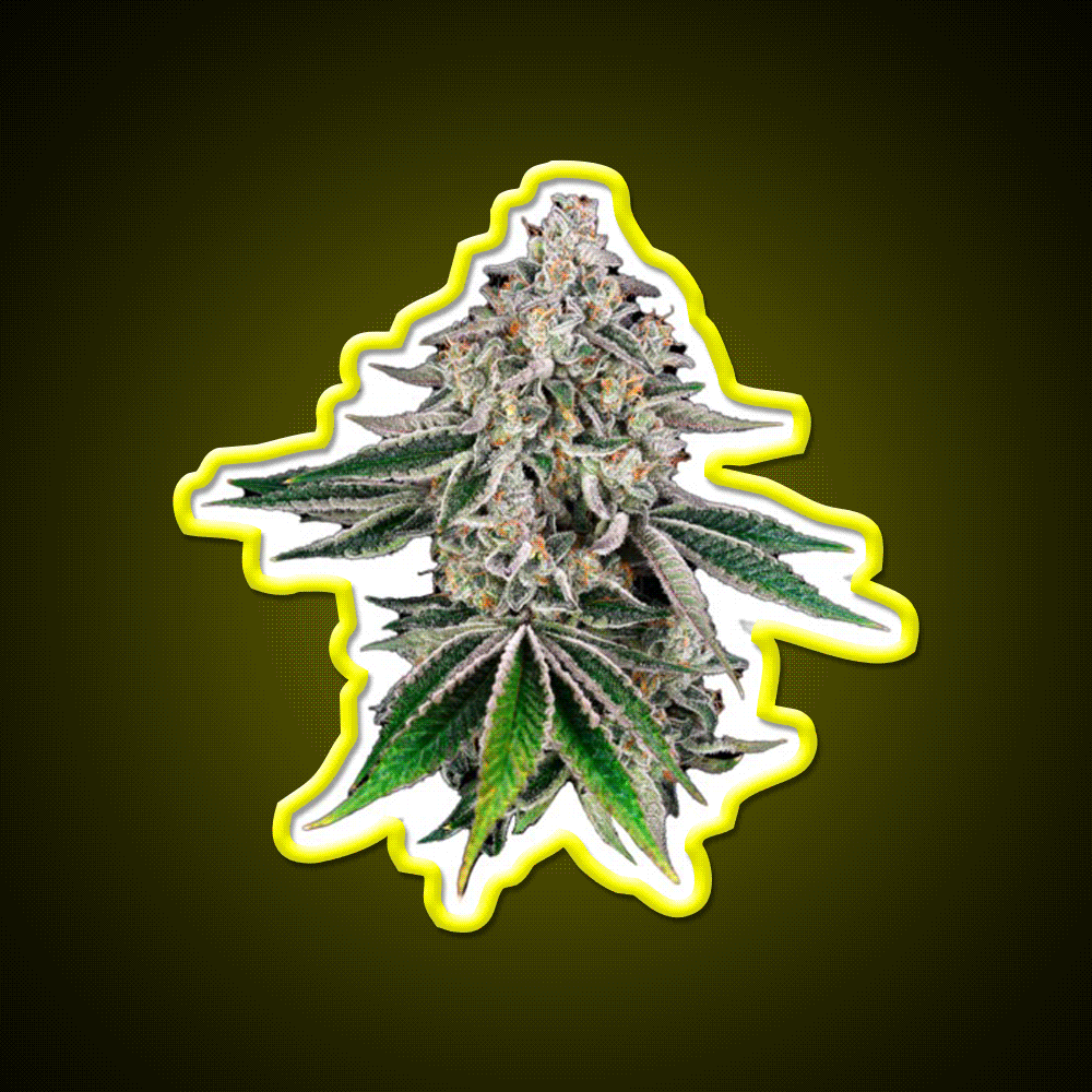 Plant Hemp Inspired Green Leaf Led Neon Sign Rgb Color - Custom LED neon sign front view