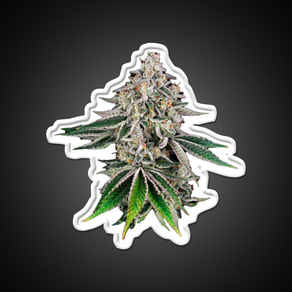 Plant Hemp Inspired Green Leaf Led Neon Sign Rgb Color - LED neon sign view 11