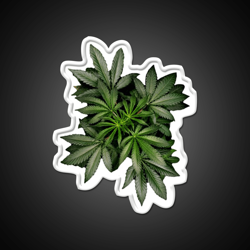 Pot Plant Hemp Inspired Green Leaf Led Neon Sign Rgb Color - Shineneon