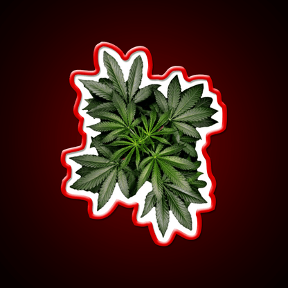 Pot Plant Hemp Inspired Green Leaf Led Neon Sign Rgb Color - Shineneon