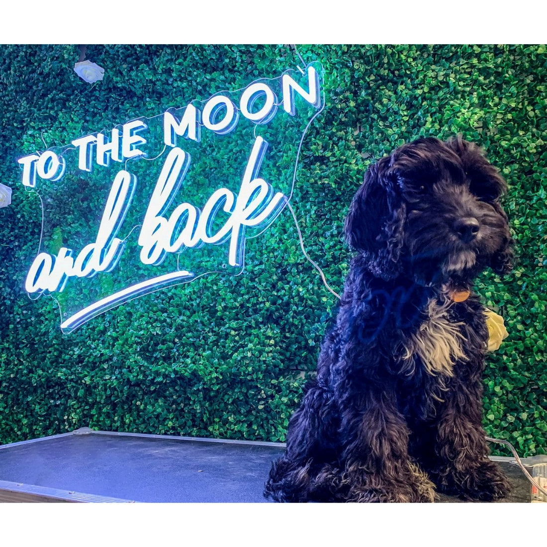 To The Moon And Back Led Sign Business Neon Sign Wall Decor